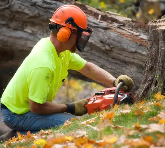 tree services Villa Hills